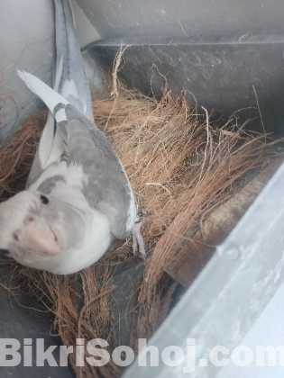 ভি পাইড ককাটেল পাখি